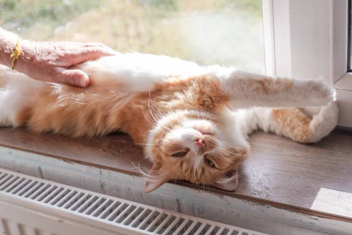 猫がする愛おしい『手の動き』5選　仕草に込められている意味や心理までご紹介