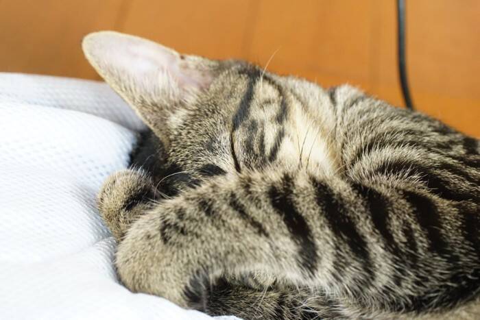 猫がする愛おしい『手の動き』5選　仕草に込められている意味や心理までご紹介