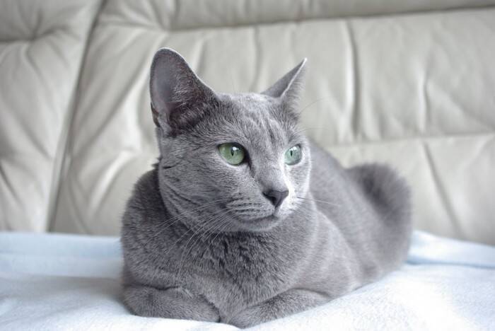猫がする愛おしい『手の動き』5選　仕草に込められている意味や心理までご紹介