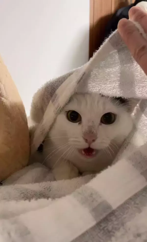 よくお喋りする猫に『翻訳アプリ』を使った結果…あまりにも予想外すぎる『発言内容』に爆笑の声続出「くっそわろた」「天然なのかなｗ」