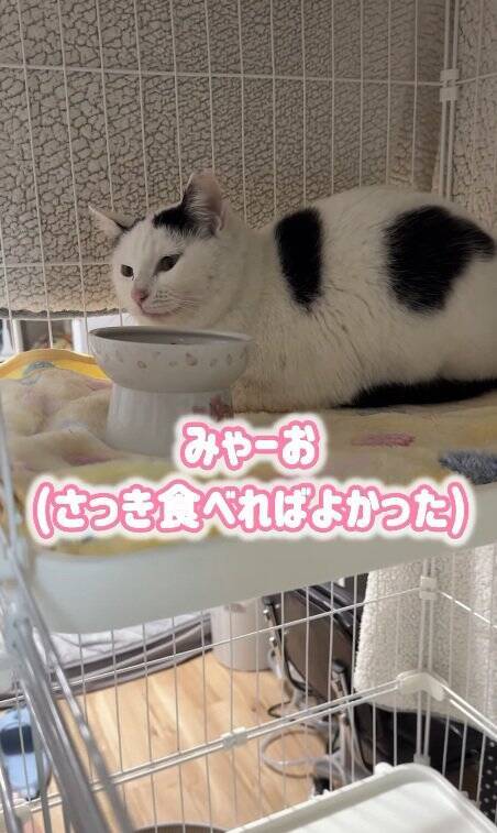 よくお喋りする猫に『翻訳アプリ』を使った結果…あまりにも予想外すぎる『発言内容』に爆笑の声続出「くっそわろた」「天然なのかなｗ」