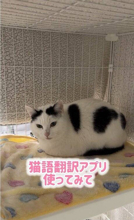 よくお喋りする猫に『翻訳アプリ』を使った結果…あまりにも予想外すぎる『発言内容』に爆笑の声続出「くっそわろた」「天然なのかなｗ」