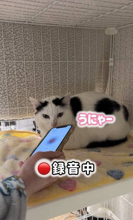 よくお喋りする猫に『翻訳アプリ』を使った結果…あまりにも予想外すぎる『発言内容』に爆笑の声続出「くっそわろた」「天然なのかなｗ」