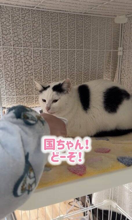 よくお喋りする猫に『翻訳アプリ』を使った結果…あまりにも予想外すぎる『発言内容』に爆笑の声続出「くっそわろた」「天然なのかなｗ」