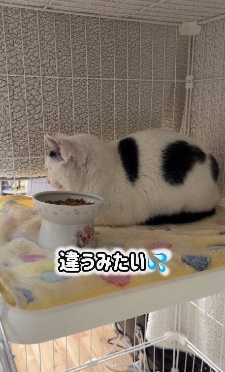 よくお喋りする猫に『翻訳アプリ』を使った結果…あまりにも予想外すぎる『発言内容』に爆笑の声続出「くっそわろた」「天然なのかなｗ」