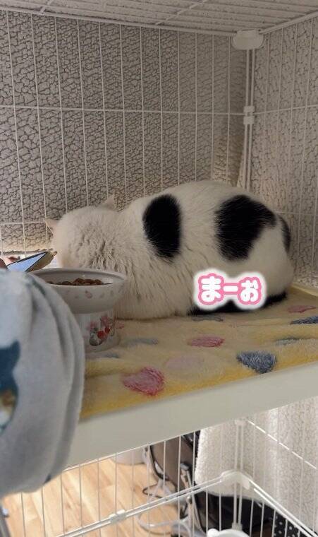 よくお喋りする猫に『翻訳アプリ』を使った結果…あまりにも予想外すぎる『発言内容』に爆笑の声続出「くっそわろた」「天然なのかなｗ」