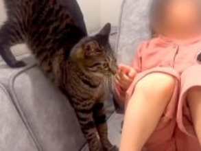 保育園帰りでテレビに夢中な女の子→どうしても構ってほしいネコが…愛おしすぎる『健気な行動』が26万再生「前世で姉妹かも」「大好きなんだね」