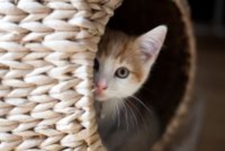 猫が『隠れている』ときにしてはいけないNG行為3つ　姿を隠そうとする理由や正しい接し方まで
