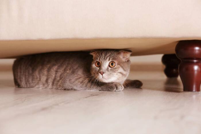 猫が『隠れている』ときにしてはいけないNG行為3つ　姿を隠そうとする理由や正しい接し方まで
