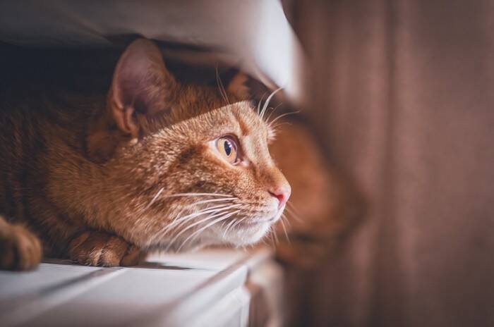 猫が『隠れている』ときにしてはいけないNG行為3つ　姿を隠そうとする理由や正しい接し方まで