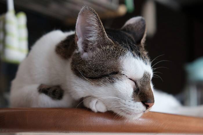 猫が『雨の日になるとよく寝る』とされる理由3つ　受けている影響から接し方のポイントまで