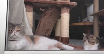 窓際でいっしょに過ごす『２匹の猫』を撮っていると…予想外の『可愛すぎる行動』に「キュンが止まらない」「すごく癒された」とSNSで反響