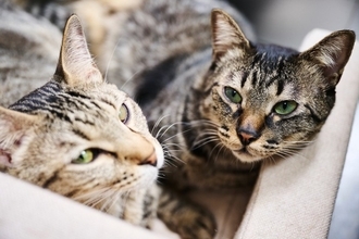 猫の『寿命』に影響を与える5つの要素　実は毛色や長さも関わっている？長生きの秘訣も