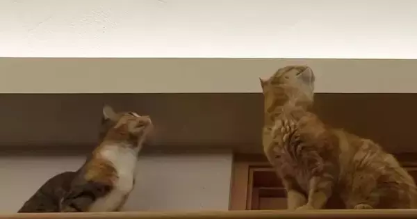 天井にいた蚊を追いかけ始めた猫→『他の猫たち』も続々と集まってきて…圧巻の光景が44万再生「安心して寝られるｗ」「興味津々だね」