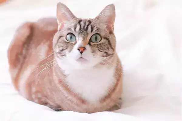 猫が『決まった人』のみ避けているときの理由3選　 近寄らないのはなぜ？距離を縮めるための改善策も