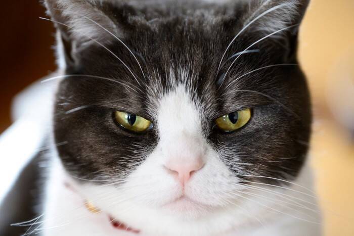 猫が『決まった人』のみ避けているときの理由3選　 近寄らないのはなぜ？距離を縮めるための改善策も