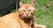 外で暮らしていた目つきの鋭い野良猫→保護された現在…激変ビフォーアフターに「出世したのかなｗ」「外にいる時より強そうｗ」と18万表示