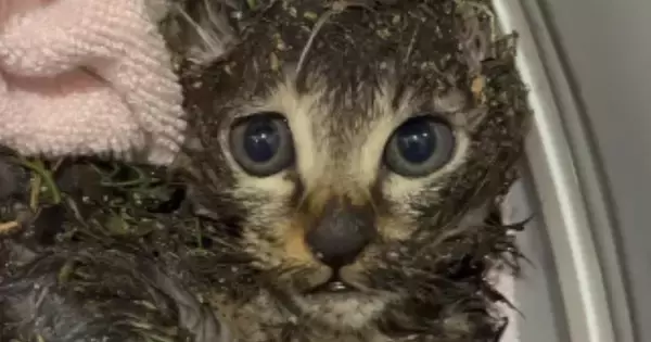 道端にうずくまる『ベタベタに汚れた子猫』を保護…1時間半の応急処置の様子に感動の声「よく頑張った！」「奇跡の子だと思う」と15万いいね