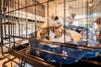 猫の『譲渡会』に行くなら欠かせないマナー3つ　守るべき理由や里親になるための心構えも