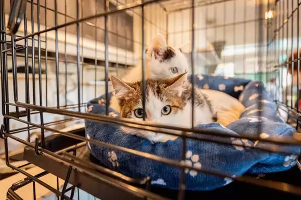 猫の『譲渡会』に行くなら欠かせないマナー3つ　守るべき理由や里親になるための心構えも