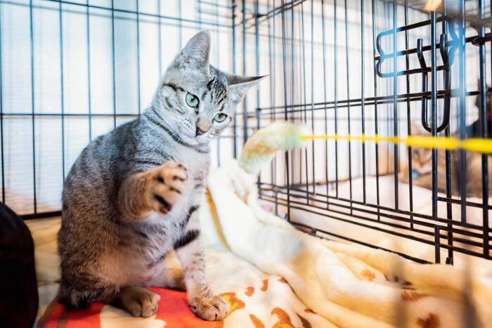 猫の『譲渡会』に行くなら欠かせないマナー3つ　守るべき理由や里親になるための心構えも