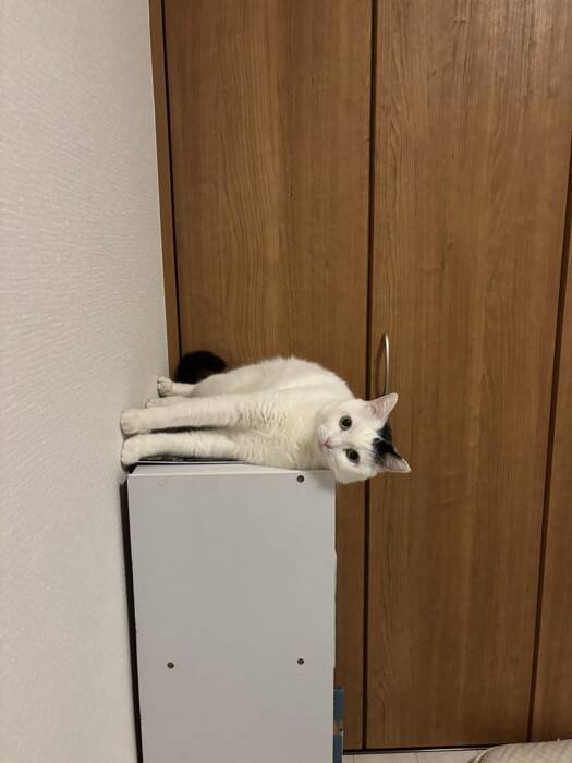 『重力どうした？』棚上にいる猫を見てみたら…2度見必至の"まさかの姿"が472万表示「思わず横にして見たｗ」「どうなってるのｗ」