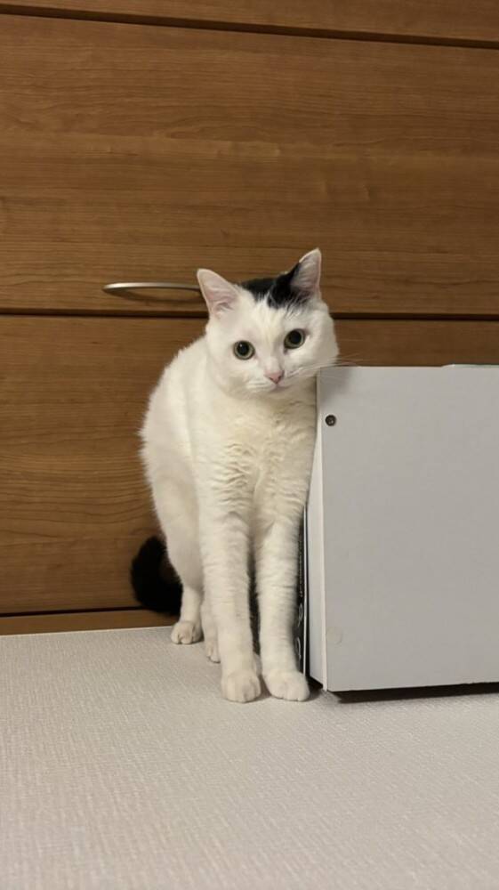 『重力どうした？』棚上にいる猫を見てみたら…2度見必至の"まさかの姿"が472万表示「思わず横にして見たｗ」「どうなってるのｗ」