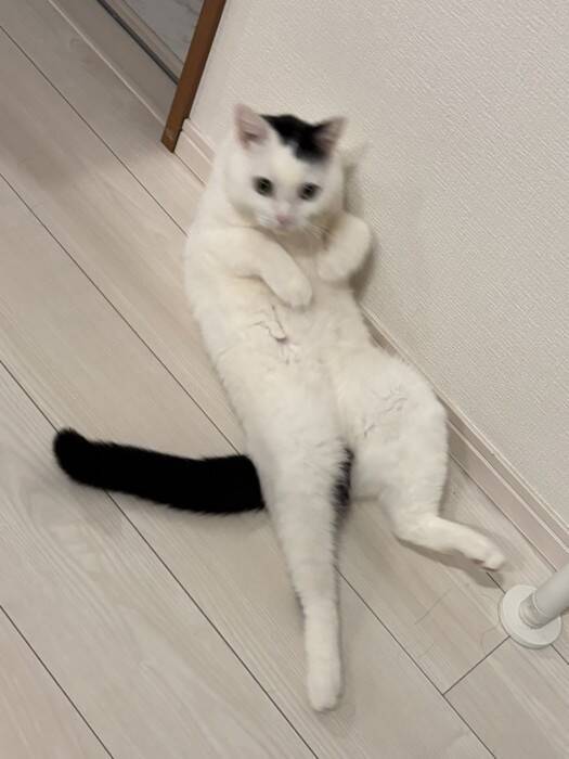 『重力どうした？』棚上にいる猫を見てみたら…2度見必至の"まさかの姿"が472万表示「思わず横にして見たｗ」「どうなってるのｗ」