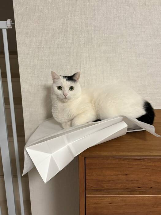『重力どうした？』棚上にいる猫を見てみたら…2度見必至の"まさかの姿"が472万表示「思わず横にして見たｗ」「どうなってるのｗ」