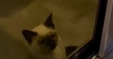 パーティー中に現れた1匹の子猫　『おいで』と声をかけたら…涙が止まらない『感動のエピソード』が43万再生「大泣きしてしまった」「素敵」