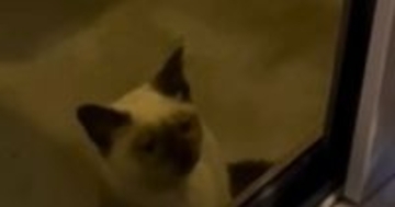 パーティー中に現れた1匹の子猫　『おいで』と声をかけたら…涙が止まらない『感動のエピソード』が43万再生「大泣きしてしまった」「素敵」