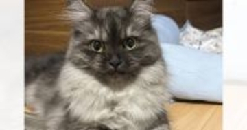 子猫時代は短めだった『胸毛』→だんだんと伸びていった結果…驚きの変化に「見たことないくらい凄いｗ」「途中経過ワイルドすぎるｗ」と反響