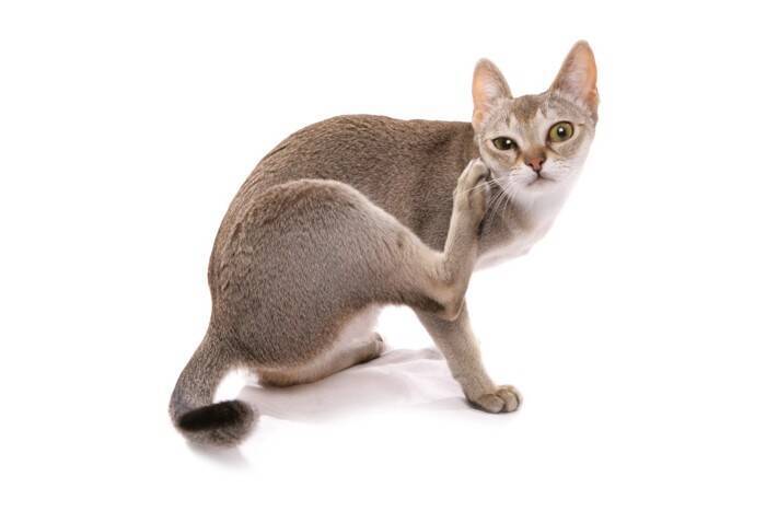 『猫好きな人』かどうか見分けるポイント3つ　ふとした瞬間にも猫愛があふれている？