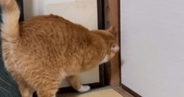 ふすまの向こう側に行きたい猫→少しだけ前足を使って開けた、次の瞬間…『まさかの行動』に驚きの声続出「すごい技」「想定外で笑った」