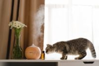 猫が鼻を背ける『大嫌いなニオイ』7選　嫌がる理由から健康リスクまで解説