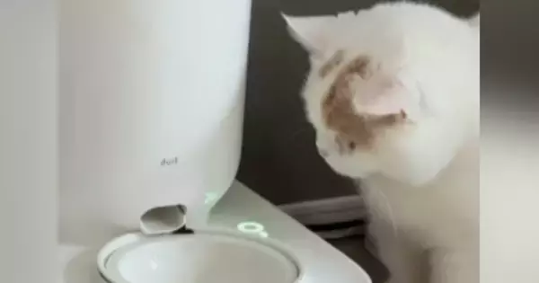 自動給餌器を見つめる猫→『ボタンを長押しして』と伝えてみると…まさかの光景が36万再生「うそ、賢すぎる！」「本当に頭がいい」と驚きの声