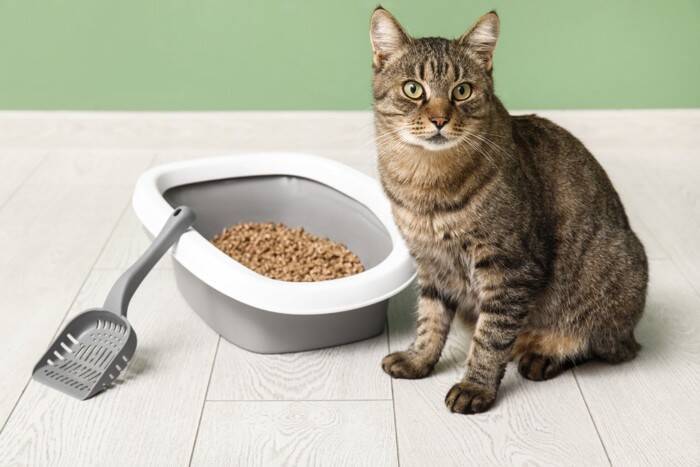 猫は『留守番が上手』と言われるけど本当？外出前に確認しておくべき4つのポイント