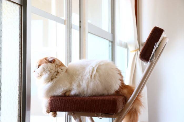 猫は『留守番が上手』と言われるけど本当？外出前に確認しておくべき4つのポイント