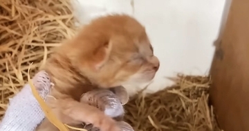 『置き去りにされた子猫』→ママ猫と再会したら…愛あふれる光景に涙が止まらないと71万再生「とても感動した」「救ってくれてありがとう」