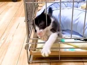 ケージから脱出したい子猫→必死に暴れ出して…思わず応援したくなる『尊い光景』に「可愛い瞳で見つめる反則技」「甘えたいのね」の声