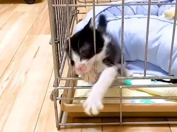 ケージから脱出したい子猫→必死に暴れ出して…思わず応援したくなる『尊い光景』に「可愛い瞳で見つめる反則技」「甘えたいのね」の声
