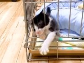 ケージから脱出したい子猫→必死に暴れ出して…思わず応援したくなる『尊い光景』に「可愛い瞳で見つめる反則技」「甘えたいのね」の声