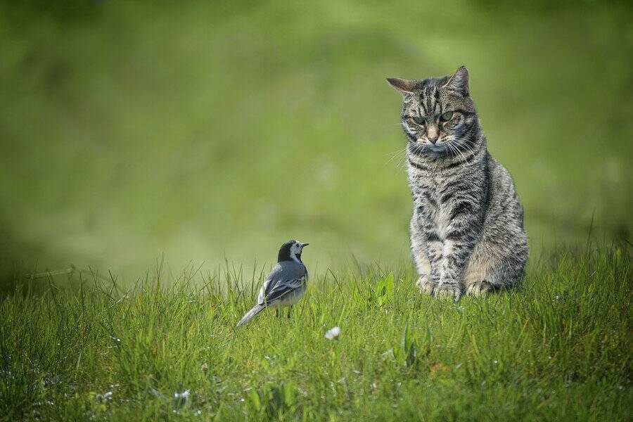 「山に住み着いた猫たち」を目当てに、登山客が増加中　一方で生態系の破壊への懸念も　韓国
