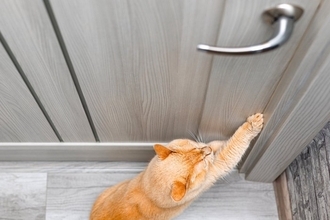 猫が飼い主に『依存』しているサイン5つ　甘えとの違いや正しい距離感の保ち方も解説