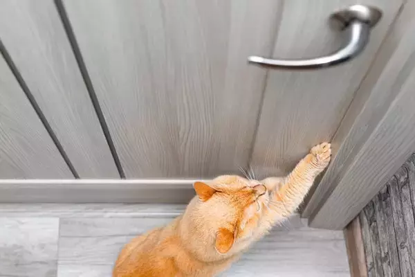 猫が飼い主に『依存』しているサイン5つ　甘えとの違いや正しい距離感の保ち方も解説