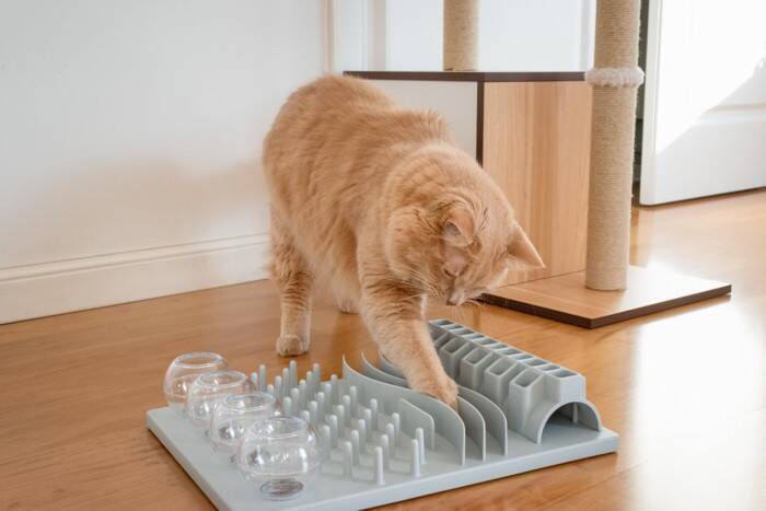 猫が飼い主に『依存』しているサイン5つ　甘えとの違いや正しい距離感の保ち方も解説