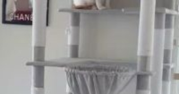 お客さんが来てパニックになった猫→とっさに『隠れた場所』が…まさかの光景に「ちょっと可愛すぎるｗ」「タワーの一部にしか見えないｗ」
