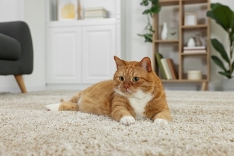 猫の寿命を伸ばすには『飼い方』が重要？　長生きにつながる5つのポイントや注意点まで解説
