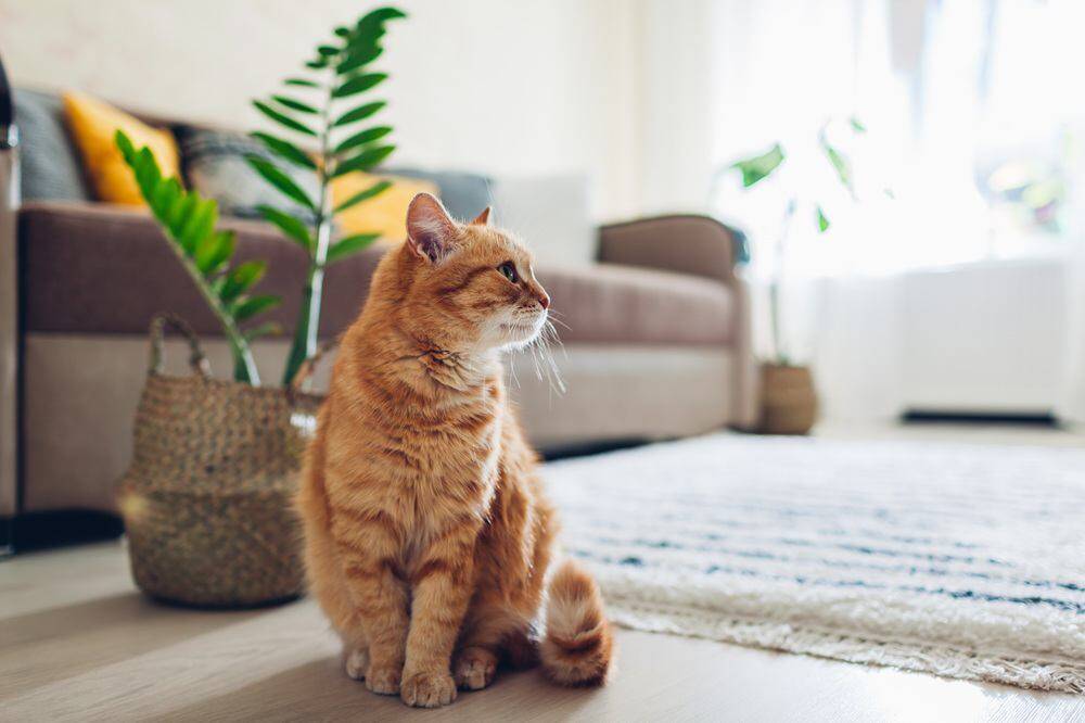 猫の寿命を伸ばすには『飼い方』が重要？　長生きにつながる5つのポイントや注意点まで解説