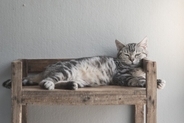 『人に懐きやすい』とされている猫種5選　種類別の特徴から飼うときの注意点まで